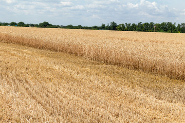 grains, wheat, cereals field after harvesting agriculture farming rural economy agronomy
