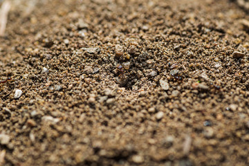 Tetramorium caespitum