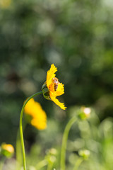 Outdoor spring, blooming yellow flower close-up, Coreopsis，Coreopsis drummondii Torr. et Gray