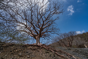 A lovely old Tree high in the hills of Curacao island