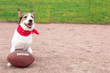 cool funny happy dog is playing football, dog with an american football ball