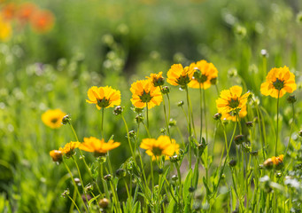 Obraz premium Outdoor spring, blooming yellow flower close-up, Coreopsis，Coreopsis drummondii Torr. et Gray