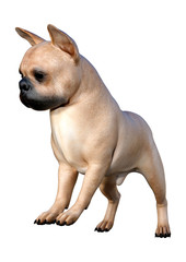 3D Rendering French Bulldog on White