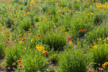 Outdoor spring, blooming yellow flower close-up, Coreopsis，Coreopsis drummondii Torr. et Gray