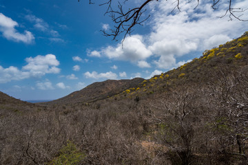 A lovely old Tree high in the hills of Curacao island