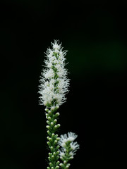 白い小花を穂状につけたリアトリス