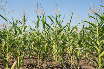 green corn in field. agriculture industry maize field