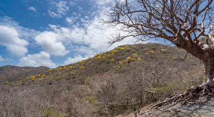 A lovely old Tree high in the hills of Curacao island