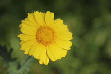 野に咲く花　シュンギク