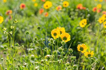 Outdoor spring, blooming yellow flower close-up, Coreopsis，Coreopsis drummondii Torr. et Gray