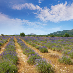 Fototapeta na wymiar Lavender field in mountain valley of Dinaric Alps on sunny summer day. Bosnia and Herzegovina, Republika Srpska, Zubacko polje