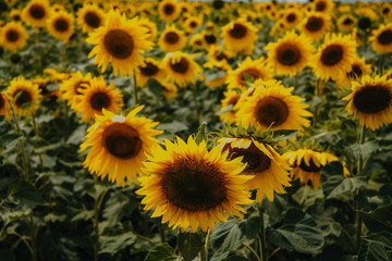 Fototapeta na wymiar Lots of yellow sunflowers close up