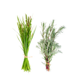 Set of wild green grass on white background.