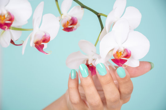 Beautiful woman hand with a turquoise color nails polish and white orchids flower isolated on soft blue background in studio. Manicure and beauty concept. Close up, selective focus
