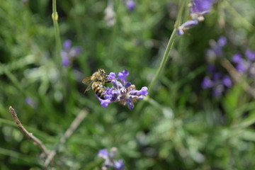 Flower and garden wildlife at summer time