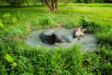 Thai buffalo, male and female, 2 in the mud pond, playing in the rice fields, Phuket, Thailand