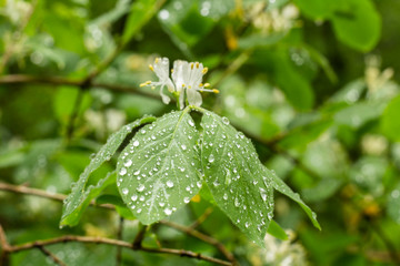 Water drops on foliage. After the rain. Natural background.
