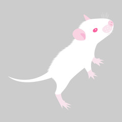 Pet Rat. Decorative rat. Domestic rat. cute Rat. cute Pet