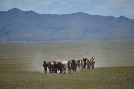 herde von pferden in der mongolischen steppe vor einem berg