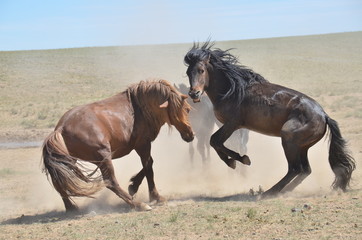 zwei hengste im kampf mit fliegender mähne