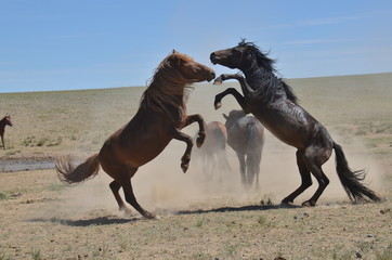 aufgebäumte kämpfende hengste in der mongolischen steppe