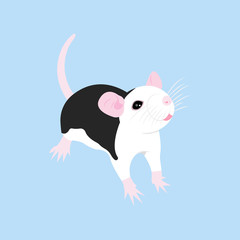 Pet Rat. Decorative rat. Domestic rat. cute Rat. cute Pet