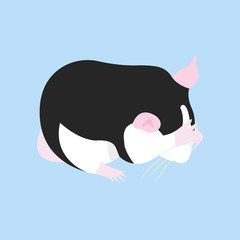 Pet Rat. Decorative rat. Domestic rat. cute Rat. cute Pet