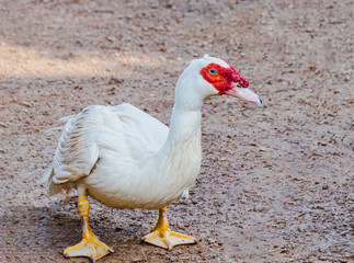 Duck is standing at Phatthalung Thailand.
