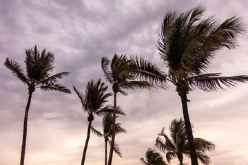 Fototapeta na wymiar South Florida Palm Trees at Sunrise/Set
