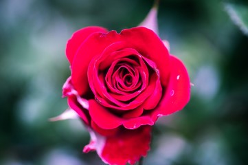 red rose in garden