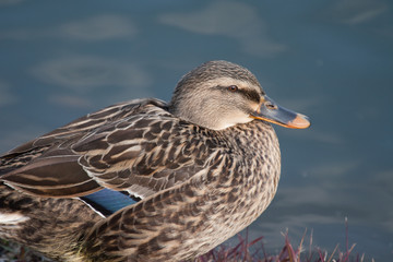 Fototapeta premium カモ