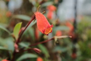 A closeup of an orange flower