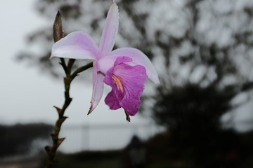 Fototapeta na wymiar purple flower. Arundina graminifolia.
