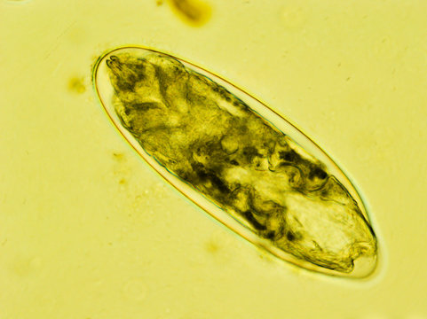 flea egg with the larva inside under the microscope
