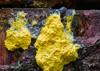 Common rough woodlouse eating Scrambled egg slime, a yellow slime mold
