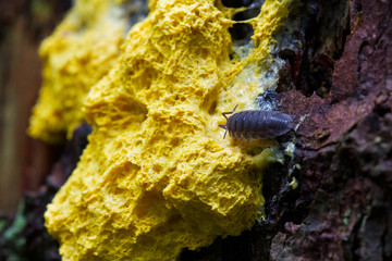 Common rough woodlouse eating Scrambled egg slime, a yellow slime mold