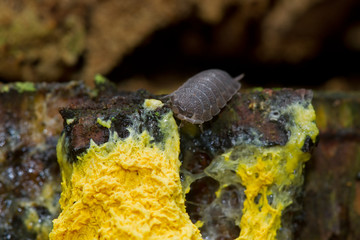 Common rough woodlouse eating Scrambled egg slime, a yellow slime mold