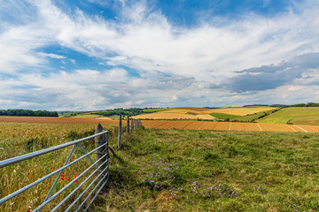 Fototapeta na wymiar A South Downs farm landscape in Sussex, on a sunny summers day