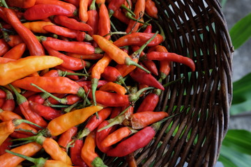 Red Chillies Background,Selective focus