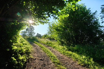 The way forward into the direction of the evening sun: Beautiful evening landscape shot with a diminishing gravel road surrounded by green nature