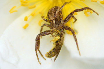 Krabbenspinne mit Beute
