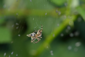 Kreuzspinne mit Beute
