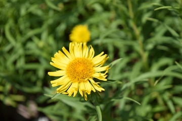 Flower and garden wildlife at summer time