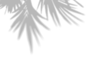 Obraz premium Summer background of shadows branch leaves on a white wall. White and Black for overlaying a photo or mockup