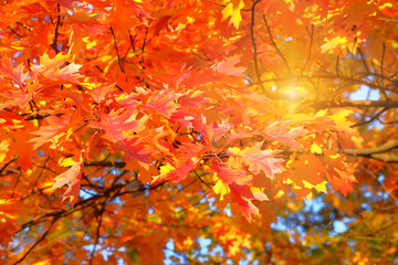 Sunlight in autumn. Orange and red autumn oak leaves. Park in city. Warm weather.