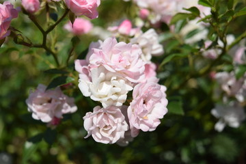 Flower and garden wildlife at summer time