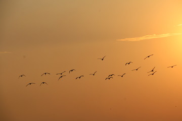 flock of birds in sunset