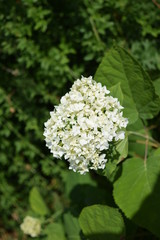 Flower and garden wildlife at summer time