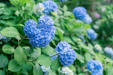 blue flowers in garden