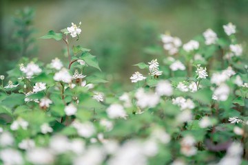 white flowers in spring